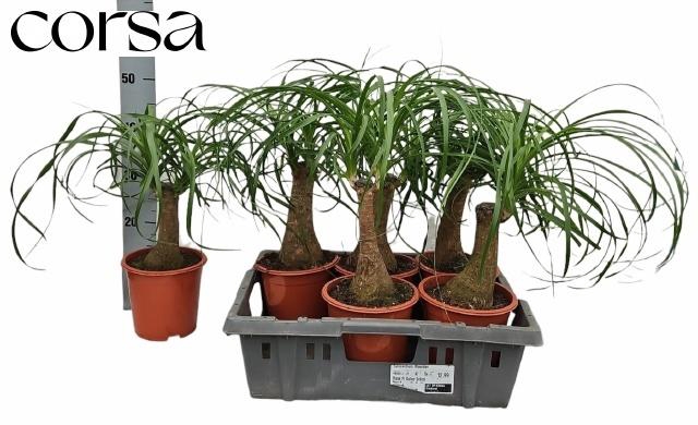 <h4>BEAUCARNEA RECUR</h4>