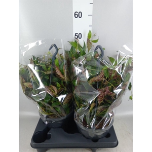 Aeschynanthus marmoratus