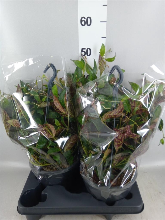 <h4>Aeschynanthus marmoratus</h4>
