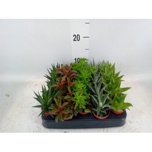 Planten  ..mix