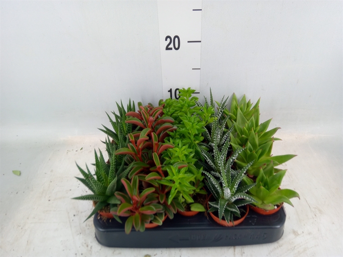 <h4>Planten  ..mix</h4>