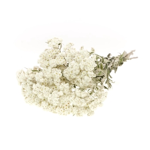 Anaphalis Natural White