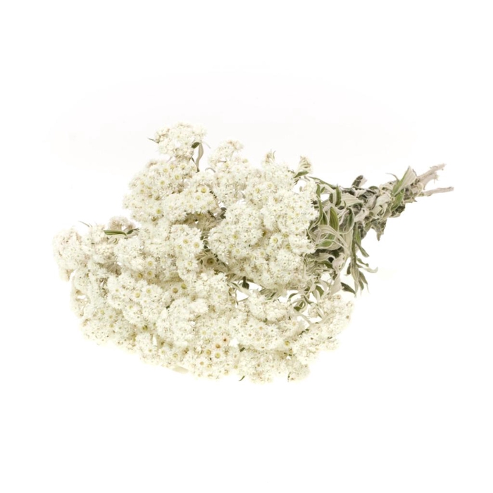 <h4>Anaphalis Natural White</h4>