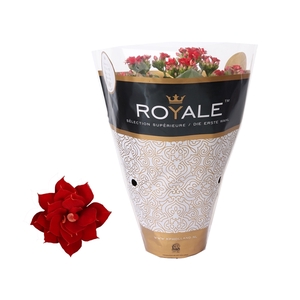 Kalanchoe Rosalina 12cm Royale Justino rood