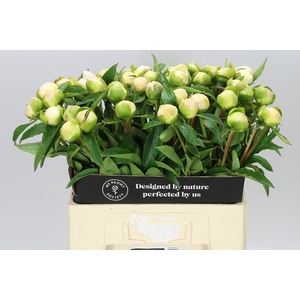 Paeonia Edens Temptation