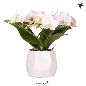 Kolibri Orchids Phalaenopsis Halo white in Pearl pot travertine
