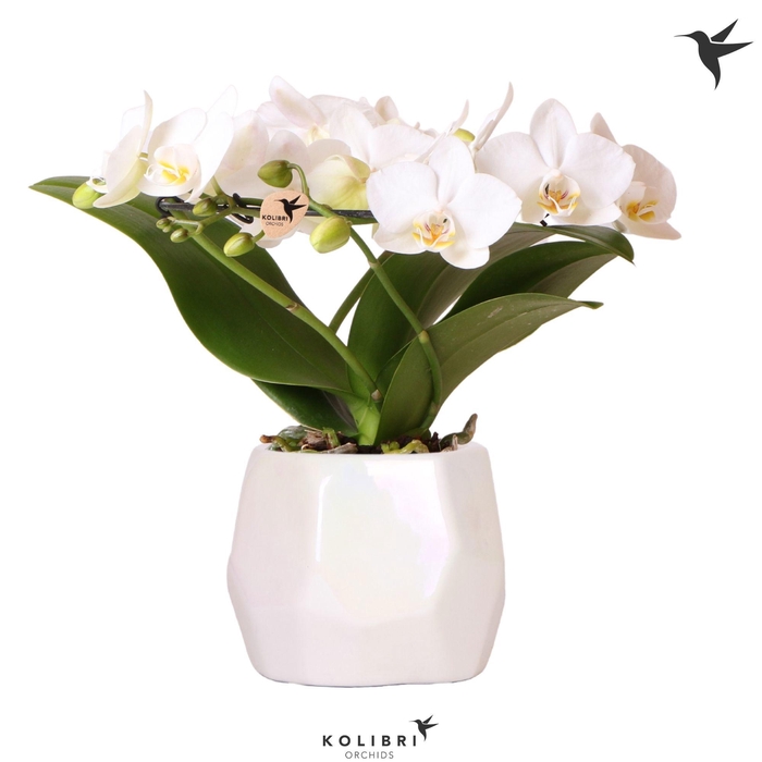 <h4>Kolibri Orchids Phalaenopsis Halo white in Pearl pot travertine</h4>