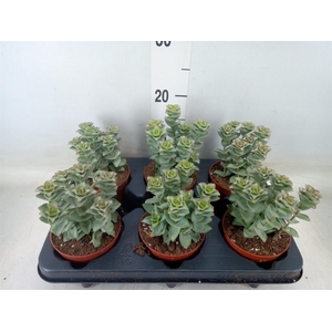 Crassula perforata 'Giant Form'