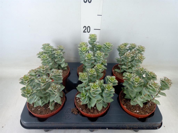 <h4>Crassula perforata 'Giant Form'</h4>