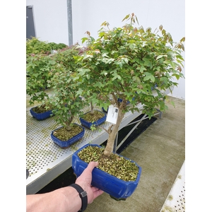 Acer buergerianum, pot 26cm.