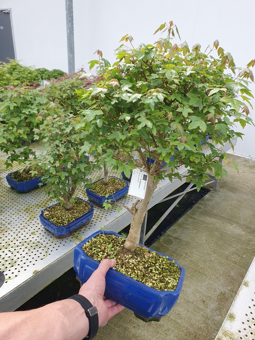 <h4>Acer buergerianum, pot 26cm.</h4>
