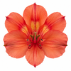 Alstroemeria Intenz Salmon