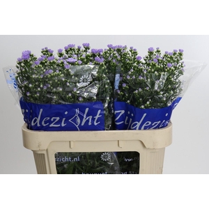 Aster Cassandra