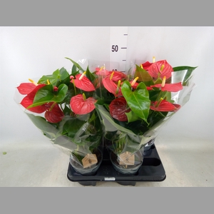 Anthurium andr. 'Esudo'