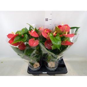 Anthurium andr. 'Esudo'