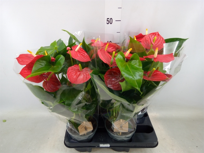 <h4>Anthurium andr. 'Esudo'</h4>