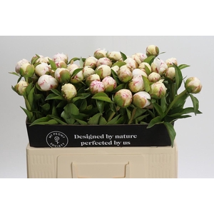 Paeonia Mary E. Nicholls