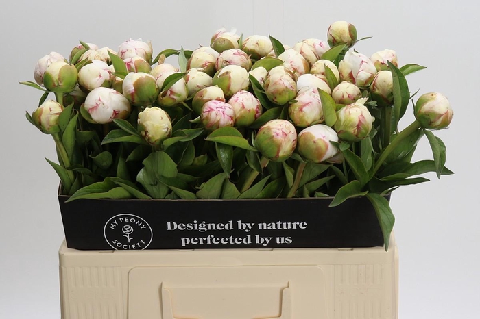 Paeonia Mary E. Nicholls