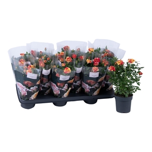 Nolina Roses Ø 10,5 cm. Liss st. 0-1