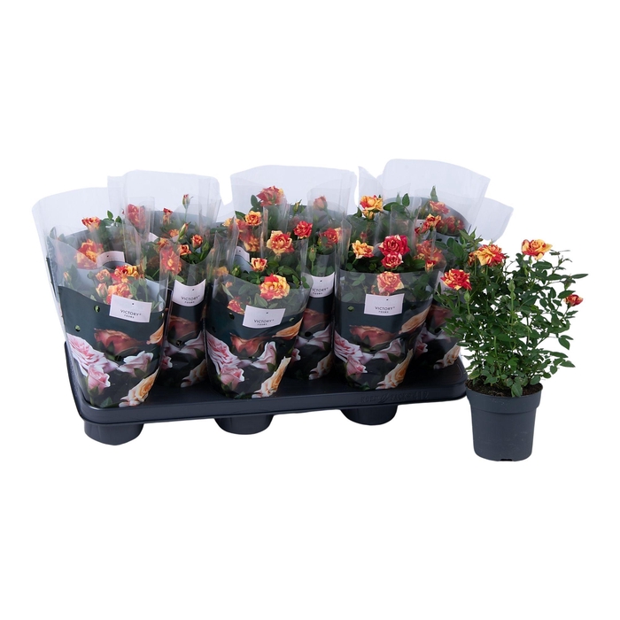 <h4>Nolina Roses Ø 10,5 cm. Liss</h4>