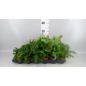 Ferns ...mix