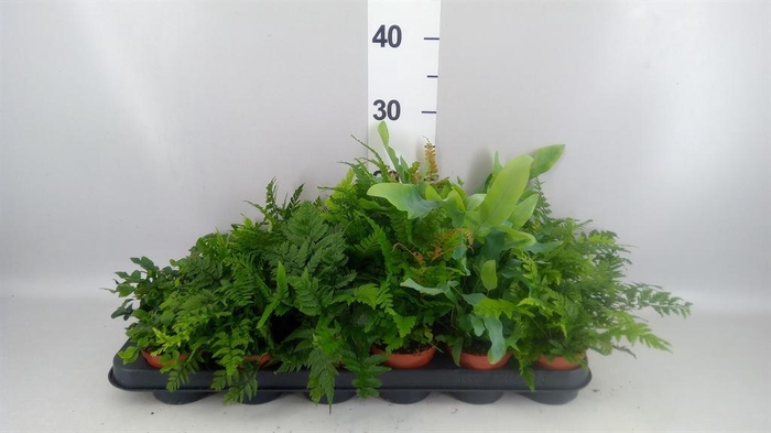 <h4>Ferns ...mix</h4>