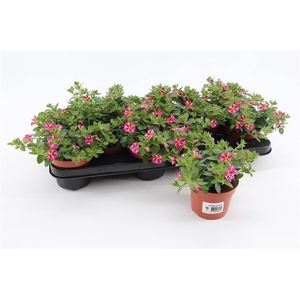 Calibrachoa Rave Pink Striped