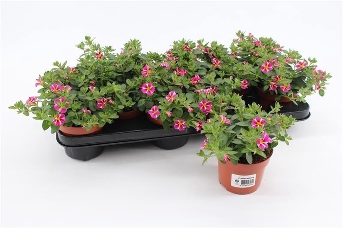 <h4>Calibrachoa Rave Pink Striped</h4>