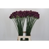 Allium Sphaerocephalon