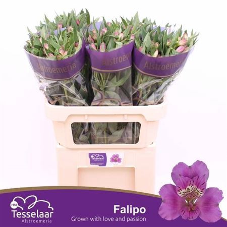 <h4>Alstr Falipo</h4>