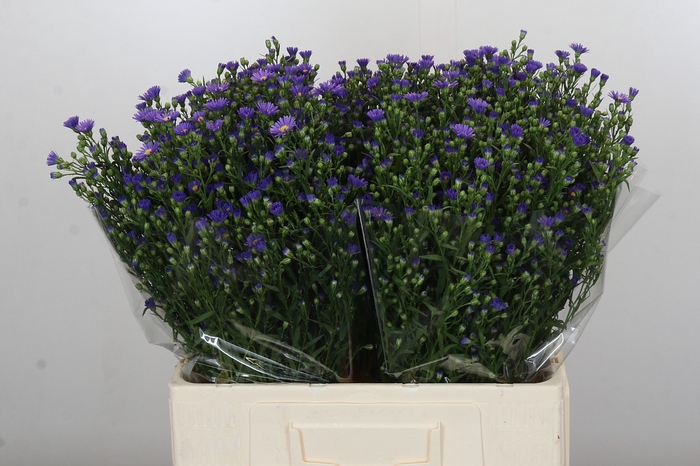 <h4>Aster Casamare</h4>