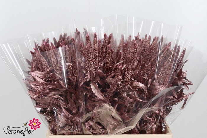 <h4>SNIJBL OV KLB H% BS</h4>