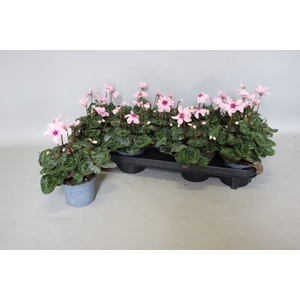 Cyclamen Super Serie Illusia