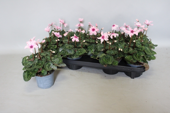 <h4>Cyclamen Super Serie Illusia</h4>