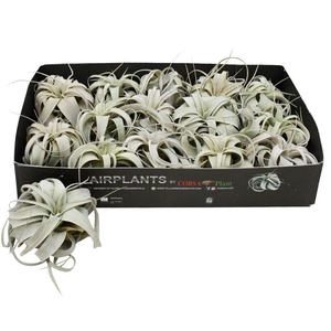 Tillandsia xerographica