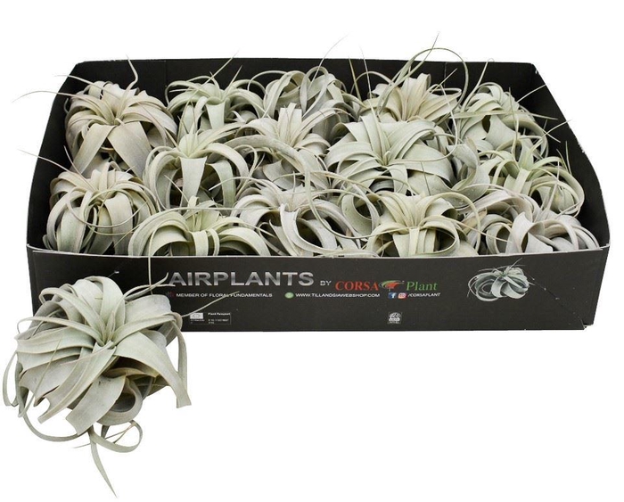 <h4>Tillandsia xerographica</h4>