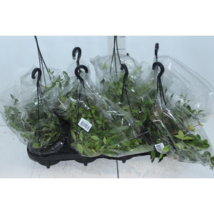 PEPEROMIA PUTEOLATA C13