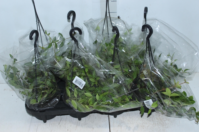 <h4>PEPEROMIA PUTEOLATA C13</h4>