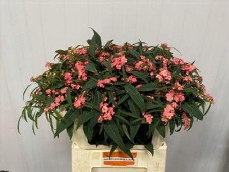 <h4>Euph F T Pink Baron</h4>