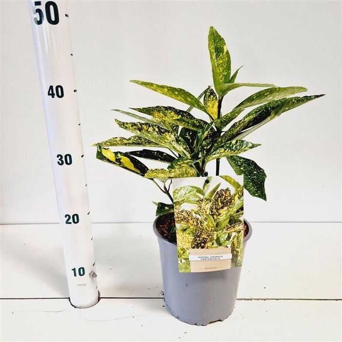 <h4>Aucuba Crotonifolia</h4>