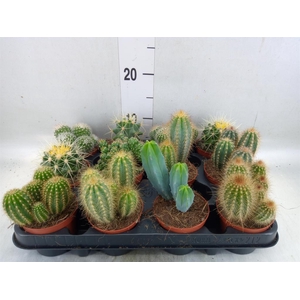 Cactus   ...mix