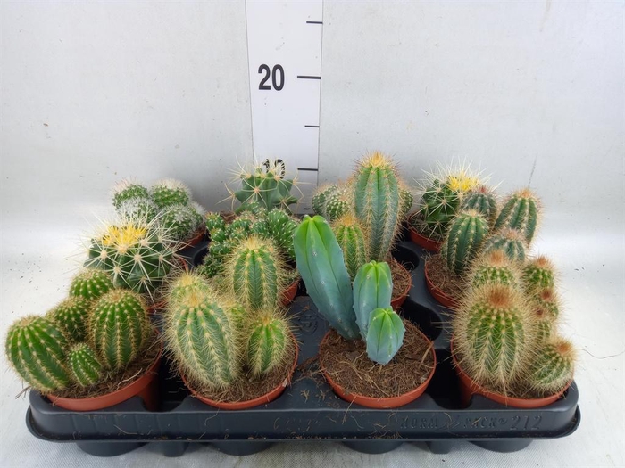<h4>Cactus ...mix</h4>