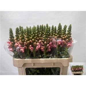 Antirrhinum Op Light Pink 75cm