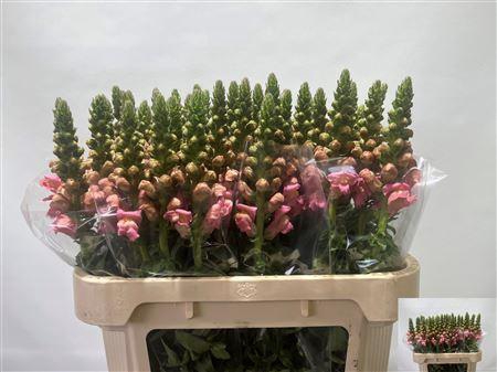 <h4>Antirrhinum Op Light Pink 75cm</h4>