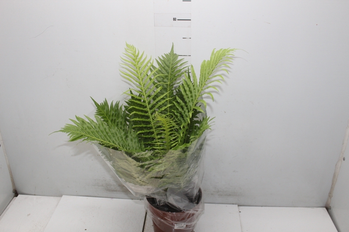 <h4>ASPLENIUM PARVATI P24</h4>