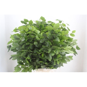 Beuk Naturel P/bunch
