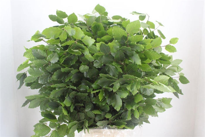 <h4>Beuk Naturel P/bunch</h4>