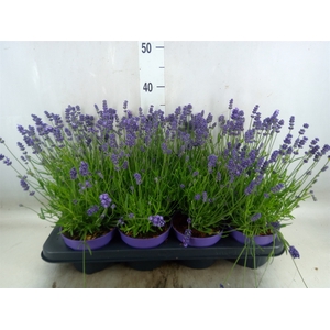 Lavandula angus.