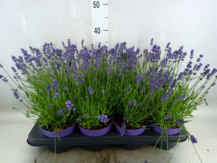 <h4>Lavandula angus.</h4>