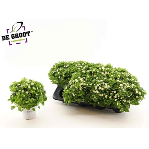 EXACUM WHITE STAR